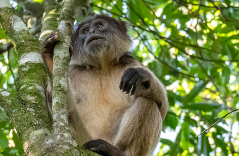 How Kibale National Park Boost Local Communities through Tourism