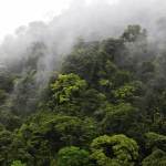 How Much Does It Take to See Chimpanzees in Kibale Forest