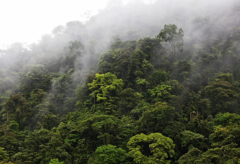 How Much Does It Take to See Chimpanzees in Kibale Forest