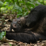 Kibale Primate Trekking and Wildlife Safari