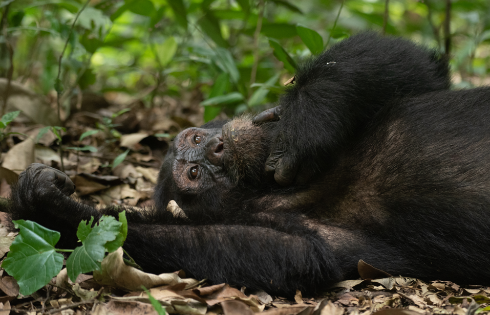 Kibale Primate Trekking and Wildlife Safari