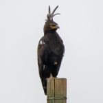 List of Bird Species in Akagera National Park.