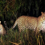 Night Game Drives in Kidepo Valley National Park.