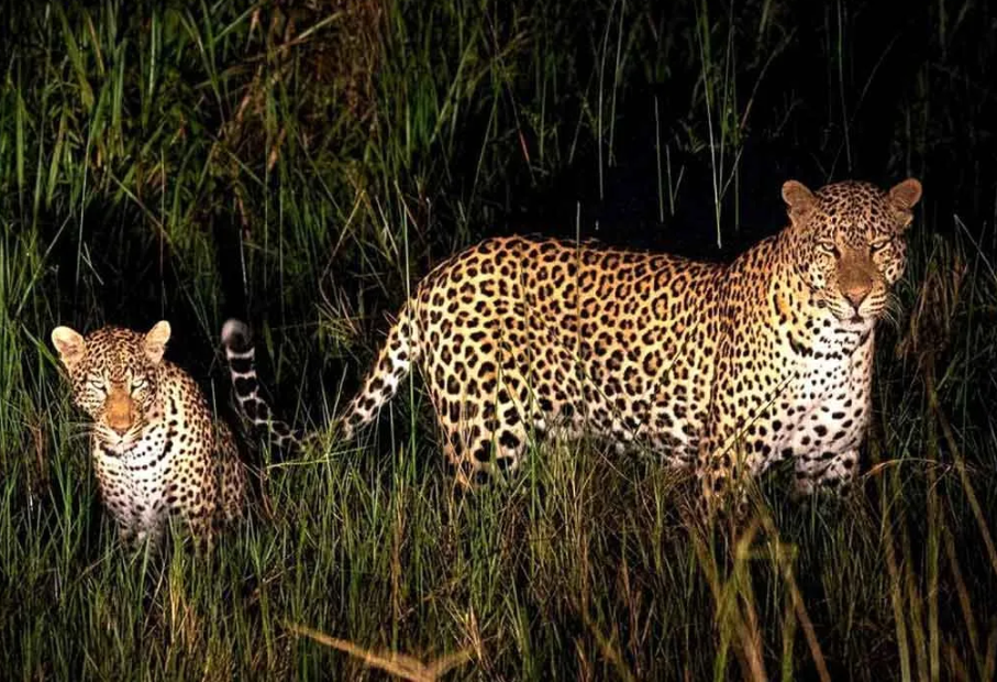 Night Game Drives in Kidepo Valley National Park.
