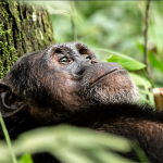 Packing List for Chimpanzee Trekking in Kibale National Park