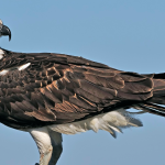 Rare and Vagrant Species to See in Uganda