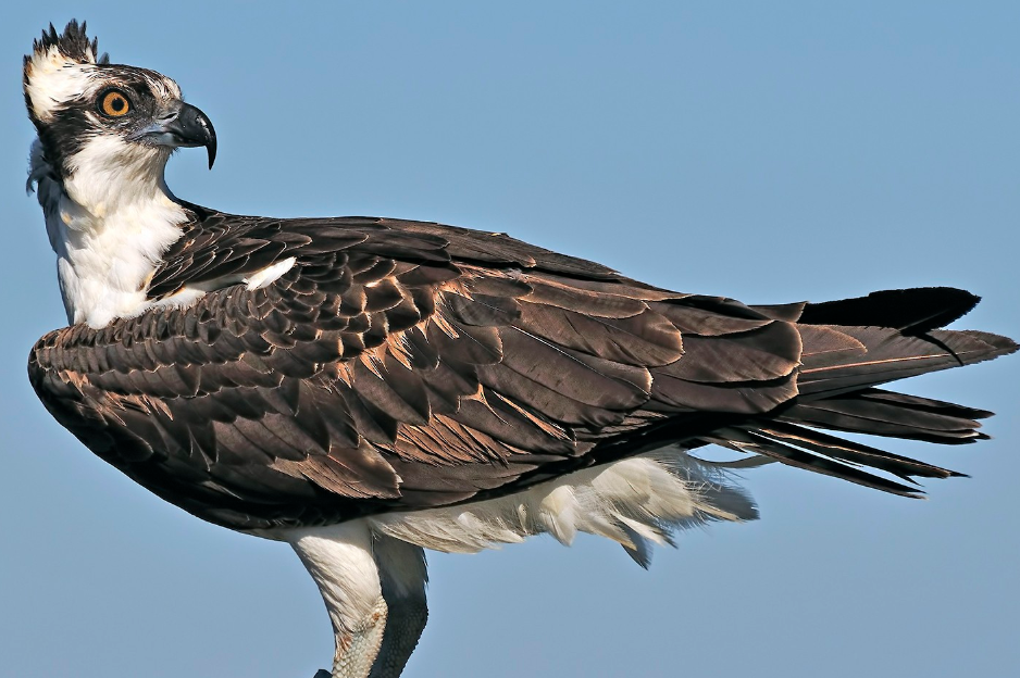 Rare and Vagrant Species to See in Uganda