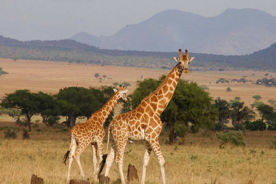 Top Activities in Kidepo Valley National Park.
