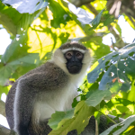 Top Adventure Activities in Kibale Forest National Park