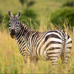 Top Safari Activities in Kidepo Valley National Park.