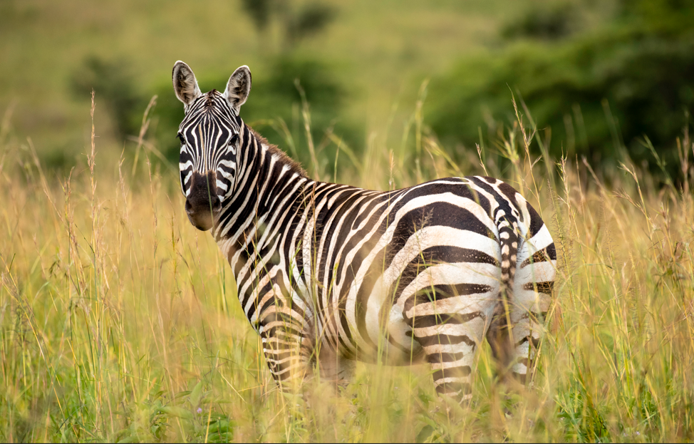 Top Safari Activities in Kidepo Valley National Park.