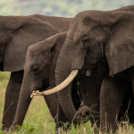 Top Things to do in Kidepo Valley National Park.