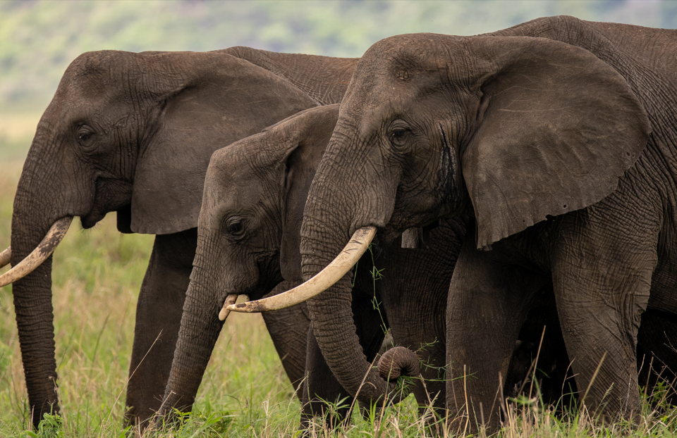 Top Things to do in Kidepo Valley National Park.