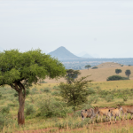 Top Tourist Activities in Kidepo National Park