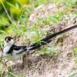 Uganda’s Birdwatching Hotspots