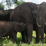 What Makes Kidepo Valley National Park Famous.