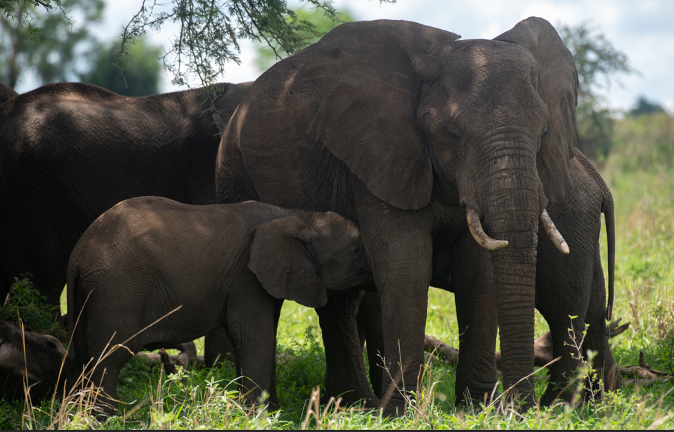 What Makes Kidepo Valley National Park Famous.