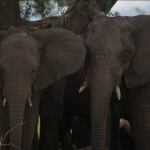 What Makes Kidepo Valley National Park Unique.