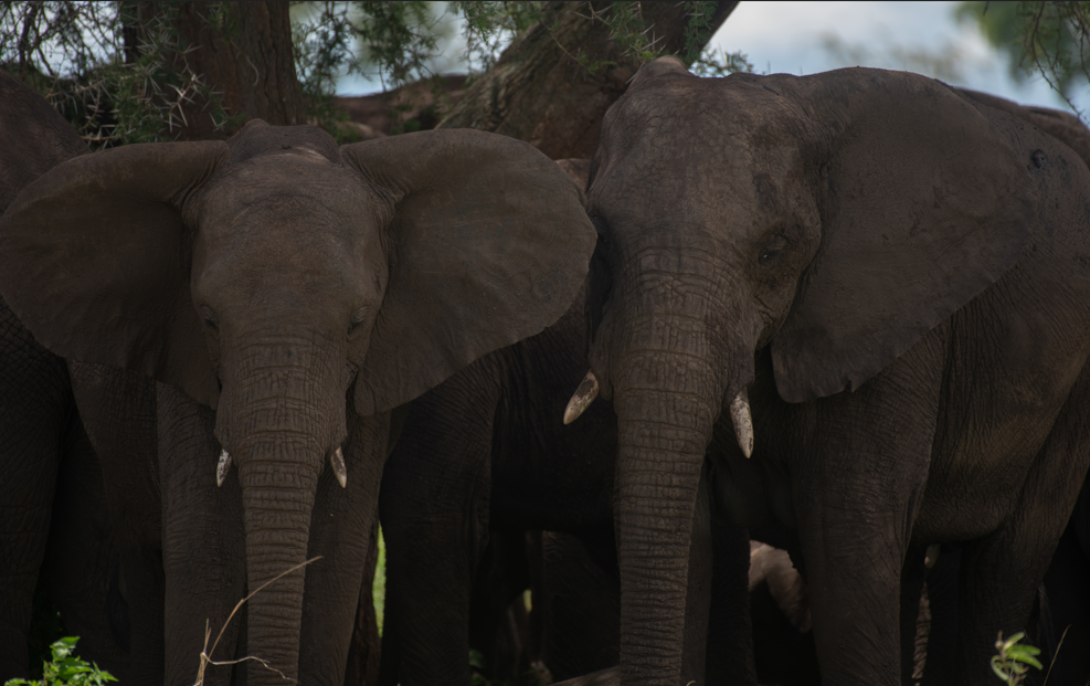 What Makes Kidepo Valley National Park Unique.