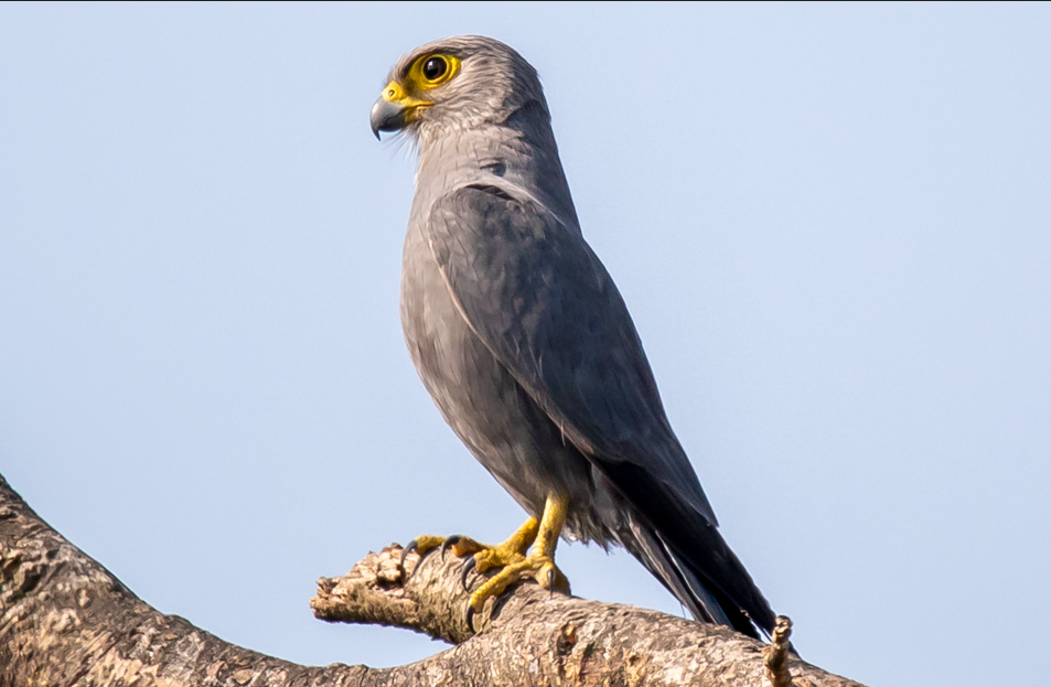 What is the Best Time to do Birdwatching in Kibale