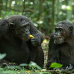 What is the best time to access Kibale Forest by Flight