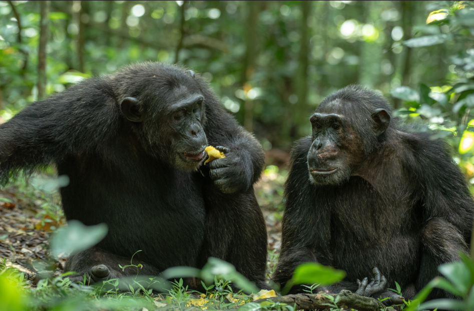 What is the best time to access Kibale Forest by Flight