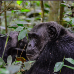 What is the number of chimpanzee population in Kibale Forest