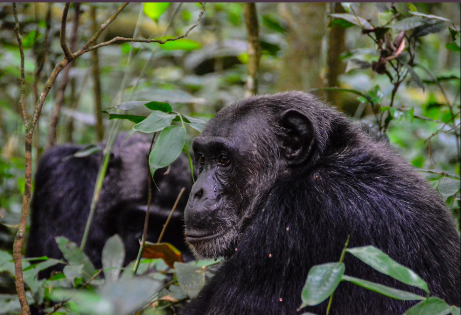 What is the number of chimpanzee population in Kibale Forest