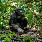 What to Pack on Your Safari to Kibale National Park