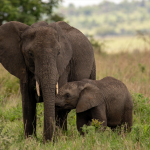 When to Visit Kidepo National Park.