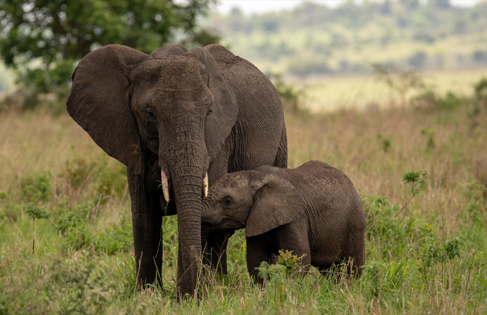 When to Visit Kidepo National Park.