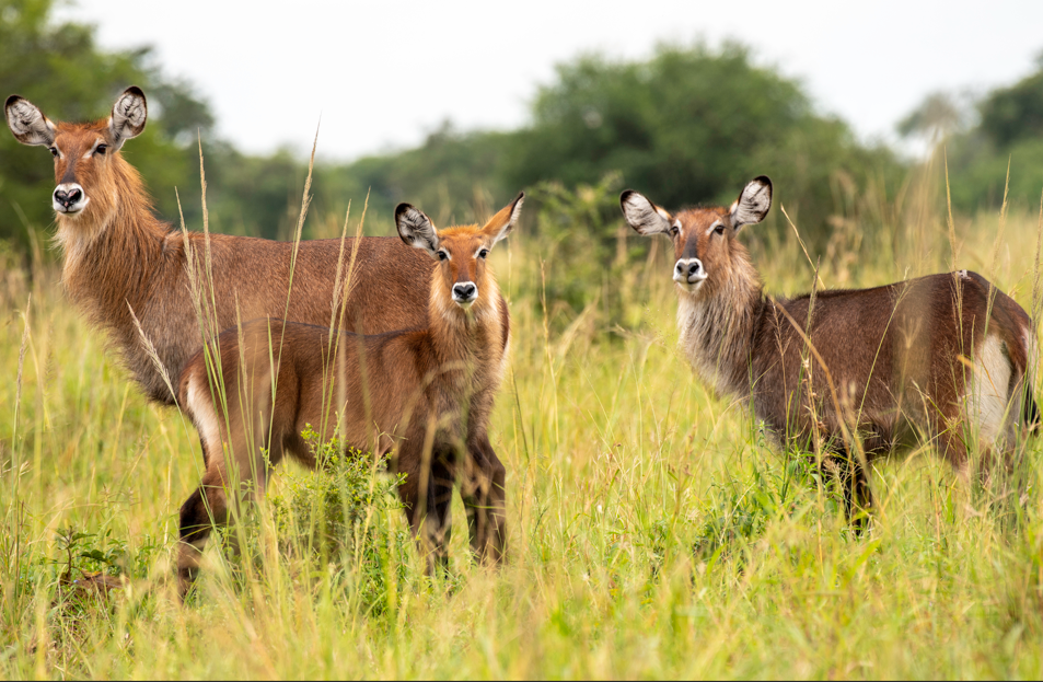 Why Visit Kidepo Valley National Park.