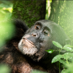 Why book Kibale chimpanzee permits in advance