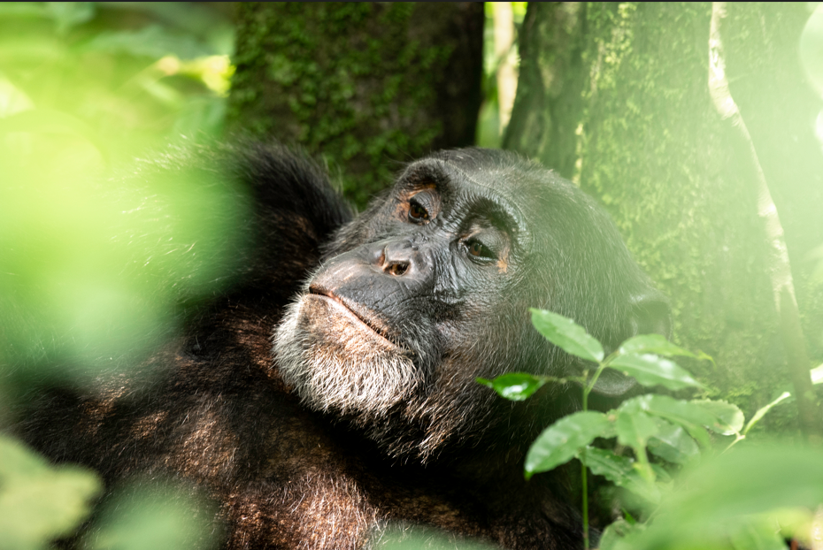 Why book Kibale chimpanzee permits in advance