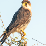 10-Day Best of Birding Safari in Uganda.
