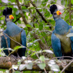 12 Day Best of Birding Safari in Uganda.