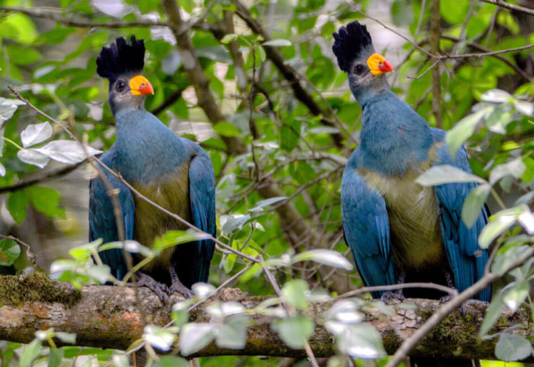 12-day-best-of-birding-safari-in-uganda-caracal-explorers
