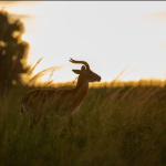 6 Days Best of Uganda-Family Safari