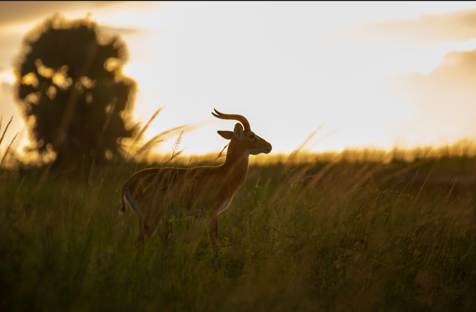6 Days Best of Uganda-Family Safari
