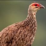 Best Time to go Bird-watching in Kidepo National Park.