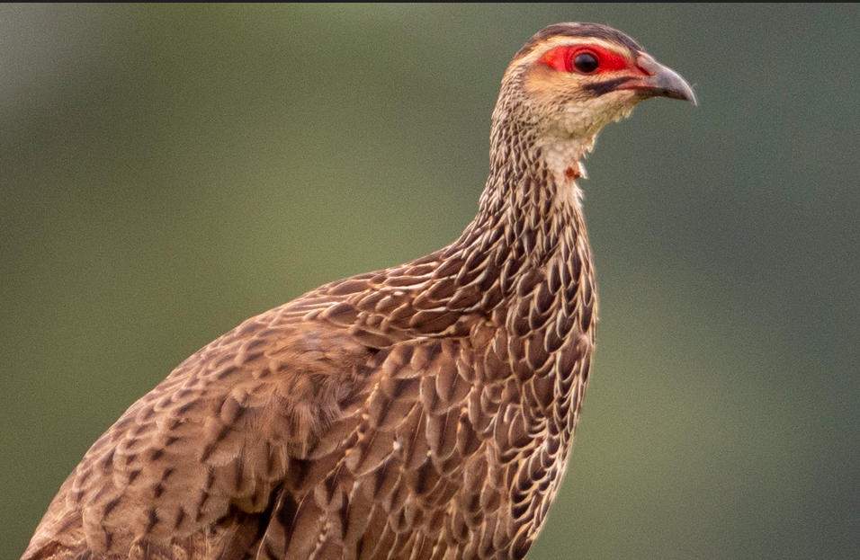Best Time to go Bird-watching in Kidepo National Park.
