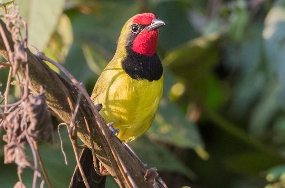 Bird Species Found in Volcanoes National Park.