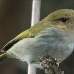 Bird Species in Volcanoes National Park.