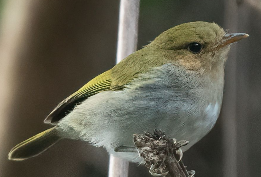 Bird Species in Volcanoes National Park.