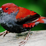 Bird Watching in Volcanoes National Park.