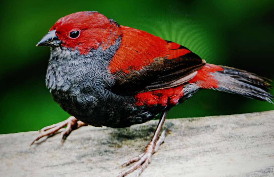Bird Watching in Volcanoes National Park.