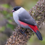 Birding in Volcanoes National Park.