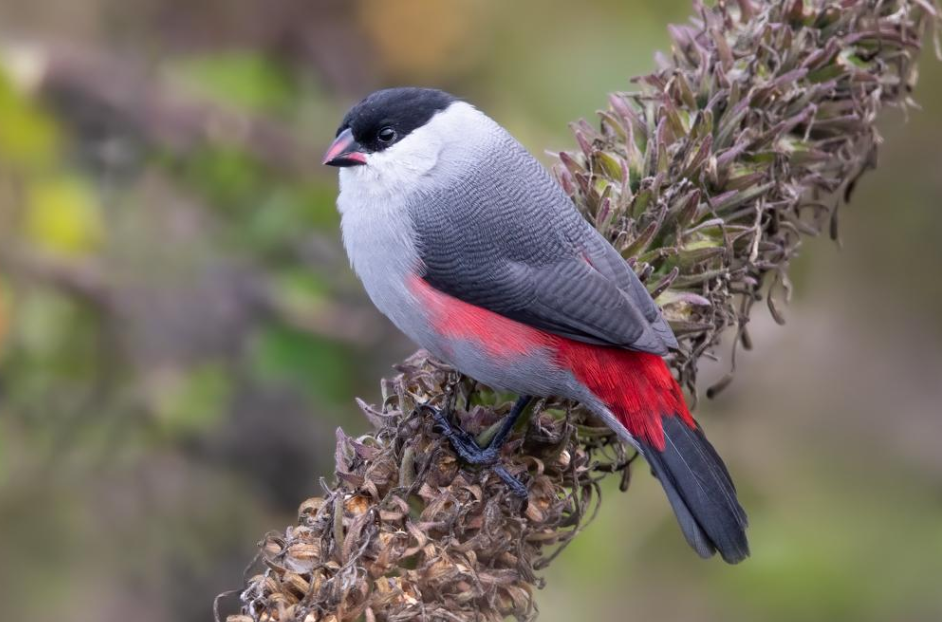 Birding in Volcanoes National Park.