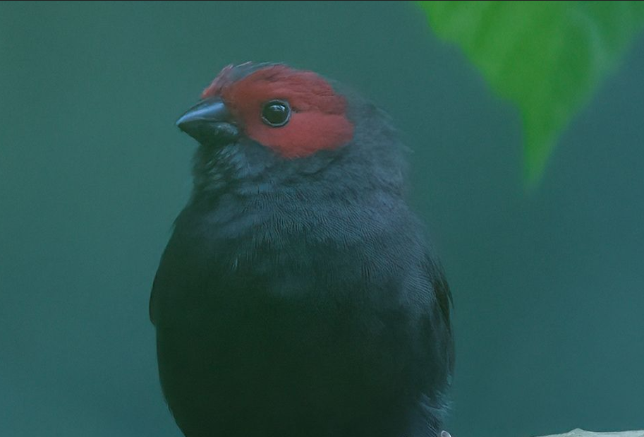 Birds Found in Volcanoes National Park.