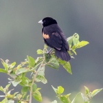 Birds in Volcanoes National Park.